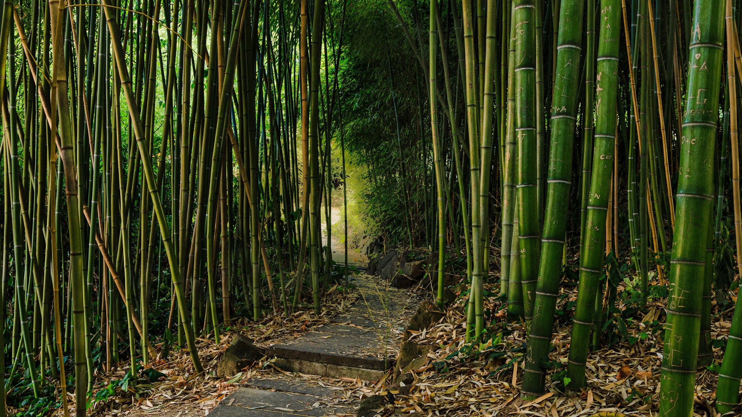 Bamboo Forest, Botanical Garden of Rome