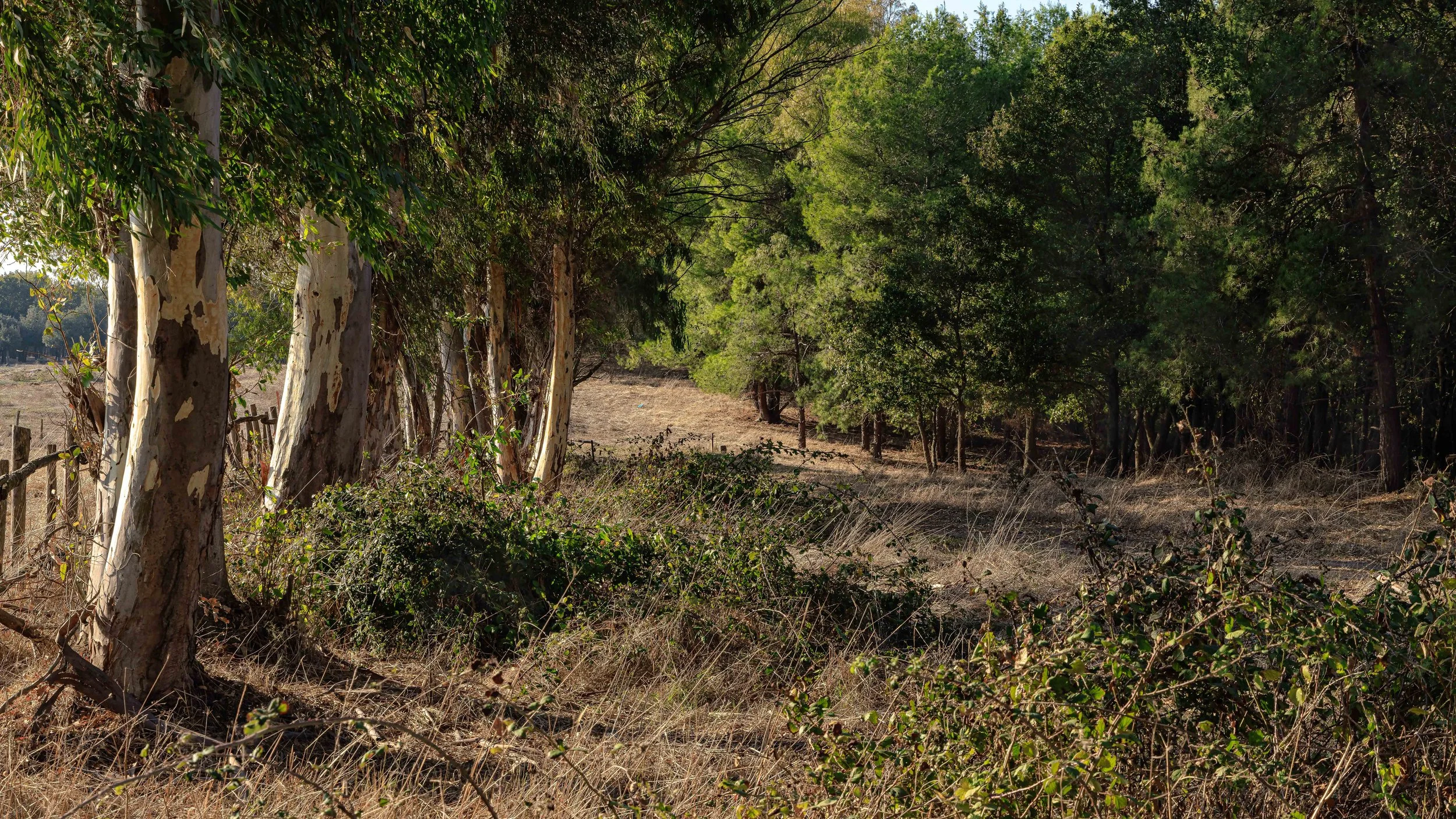 Woodland Path Outside Rome