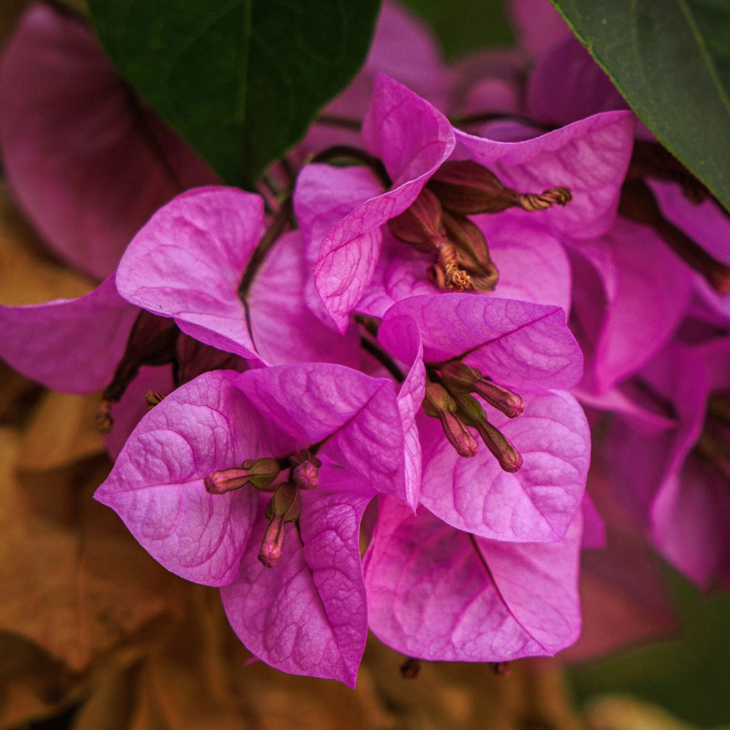 Bouganvillea, Botanical Garden of Rome