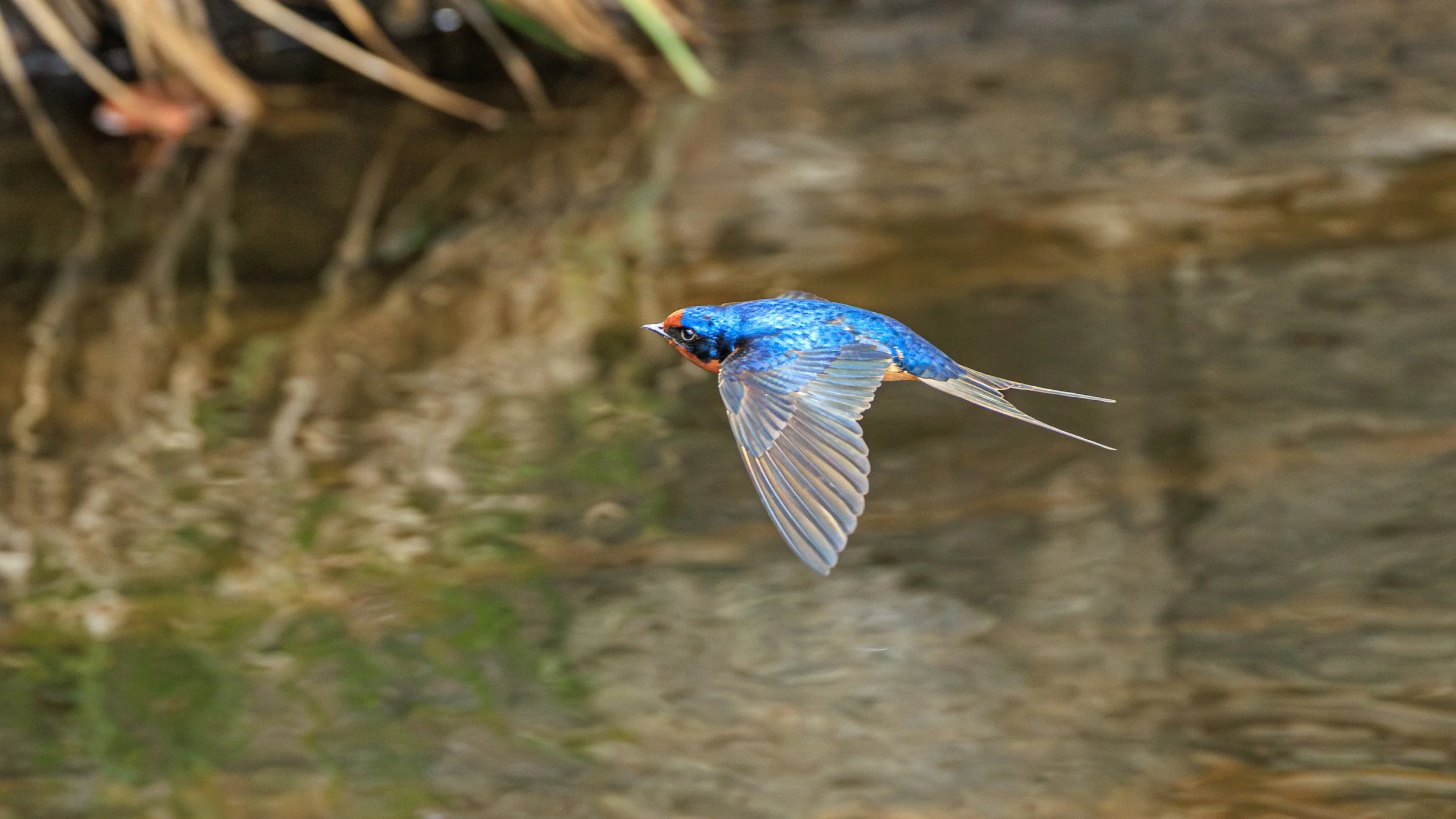 Barn Swallow