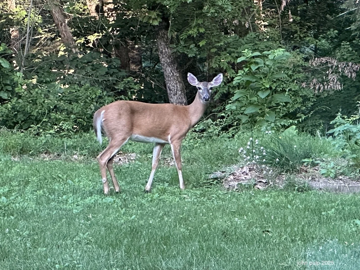 Doe A Deer