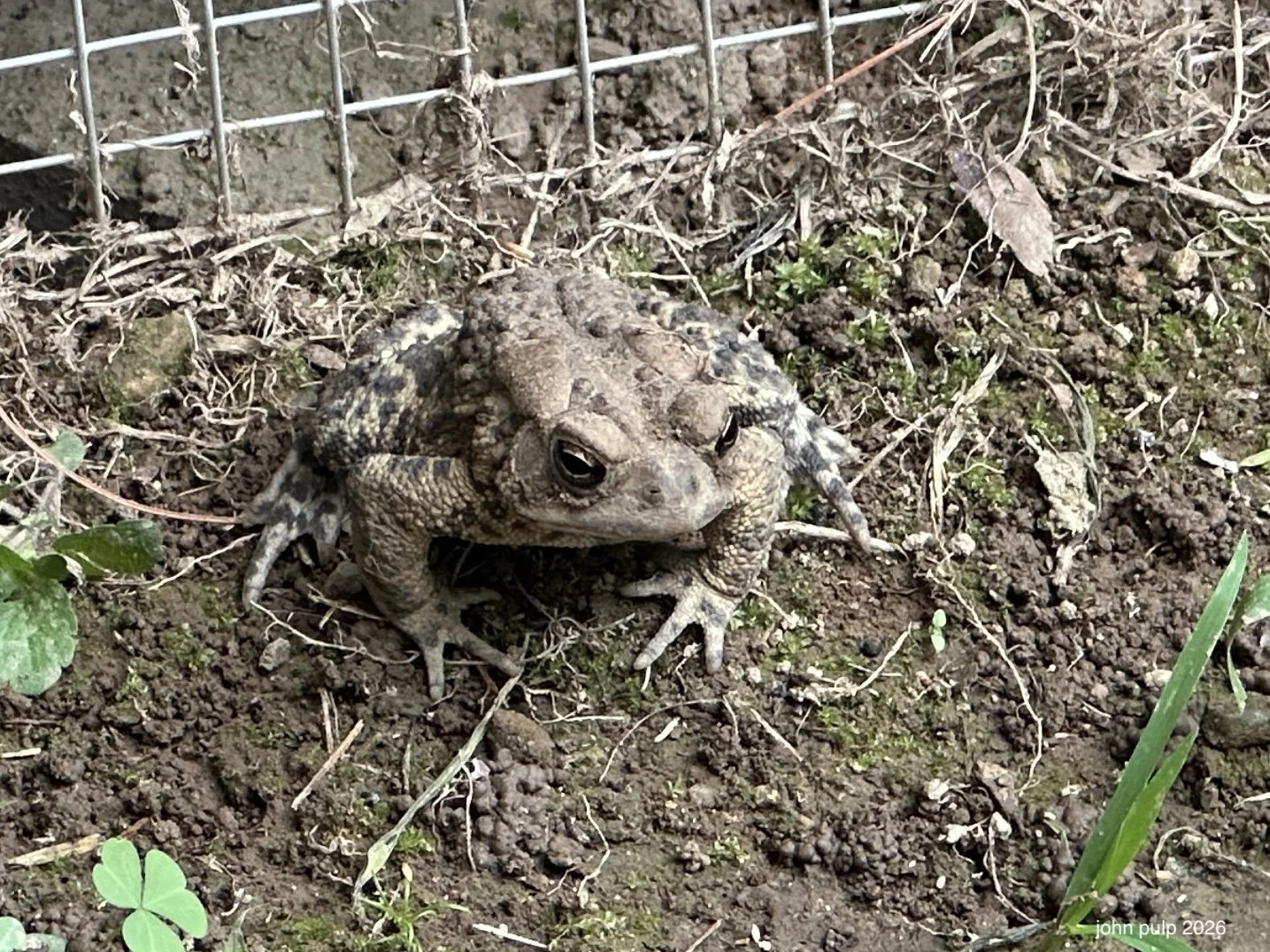 Toad Stop.jpeg