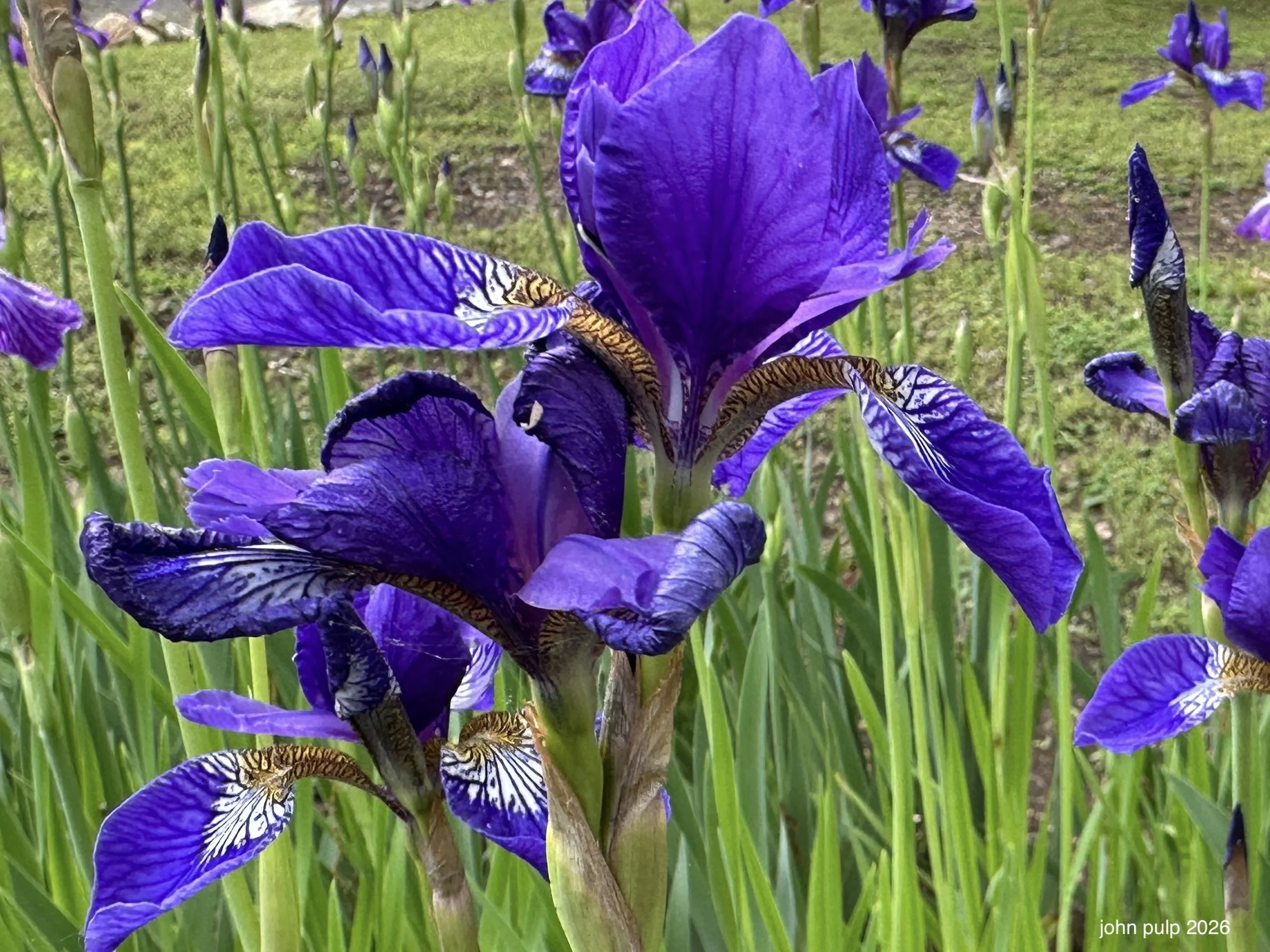 The Purple.jpeg