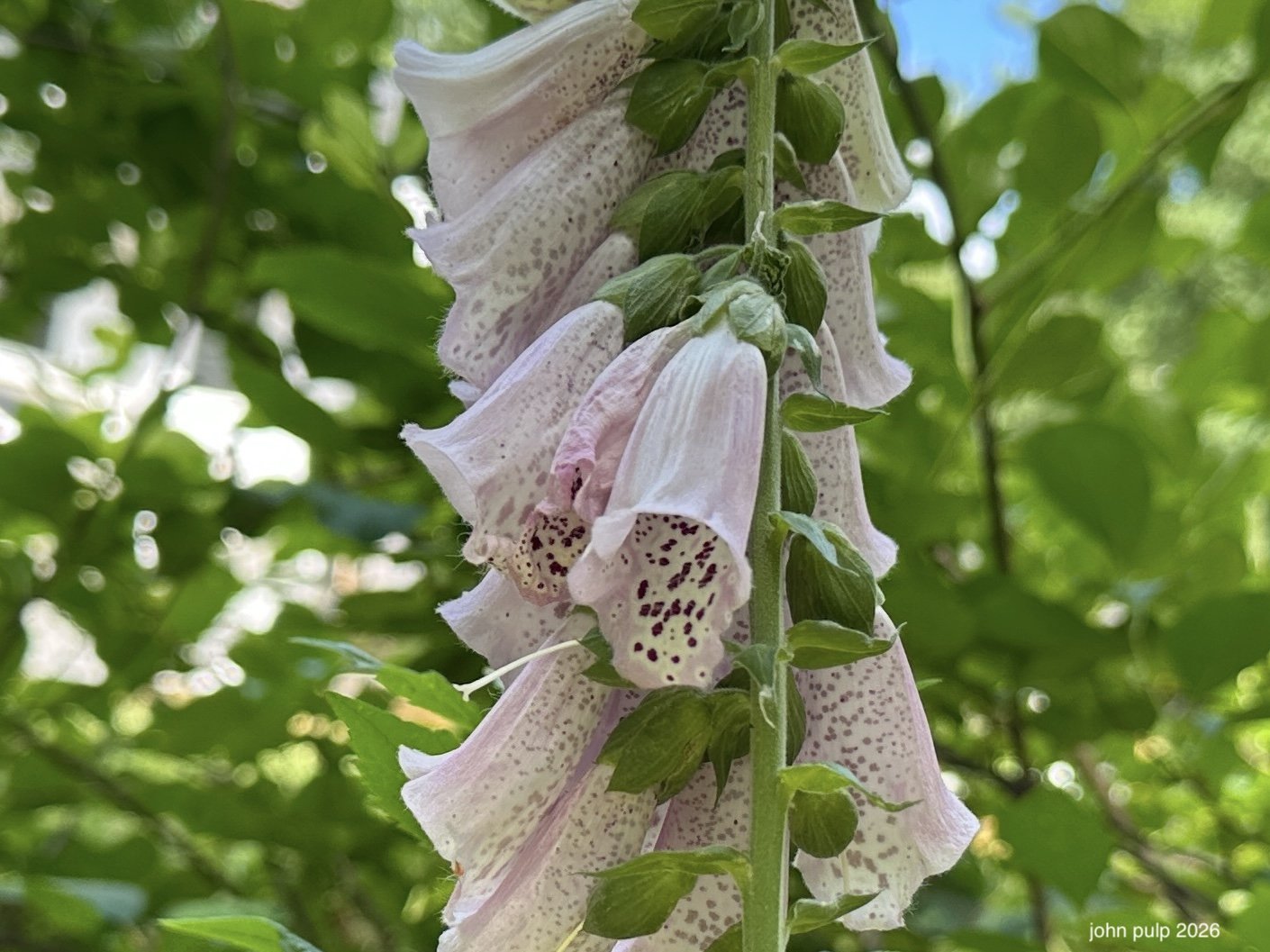 Umbrella Blooms