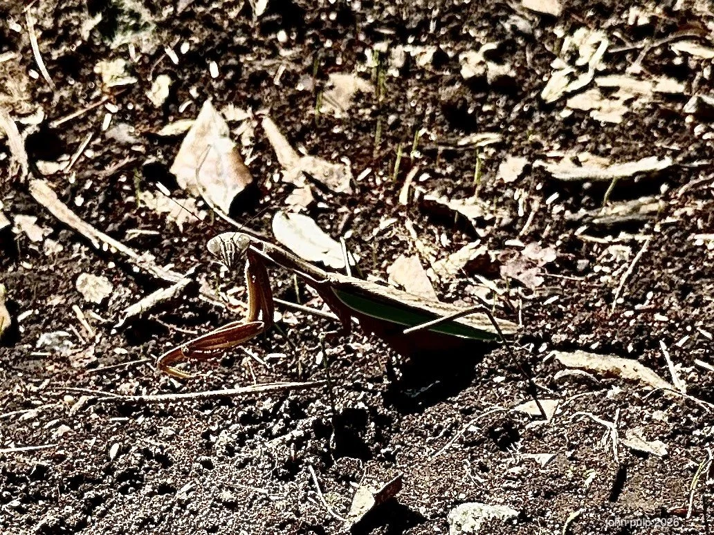 Mantis Stare.jpeg