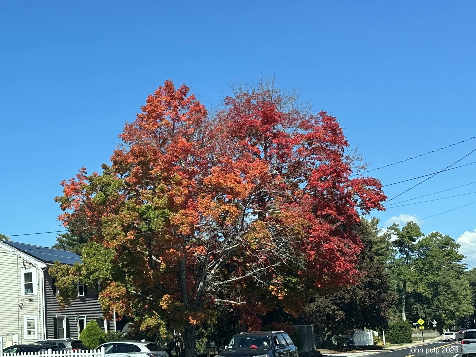Tree Colors.jpeg