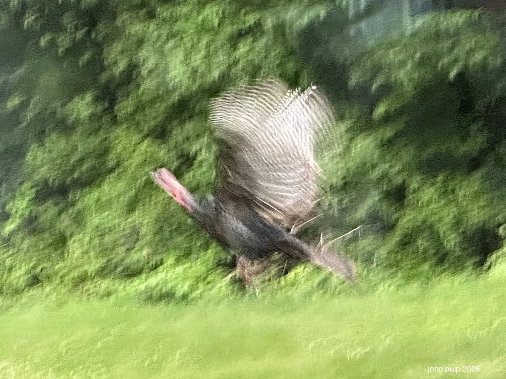 Abstract Flight.jpeg