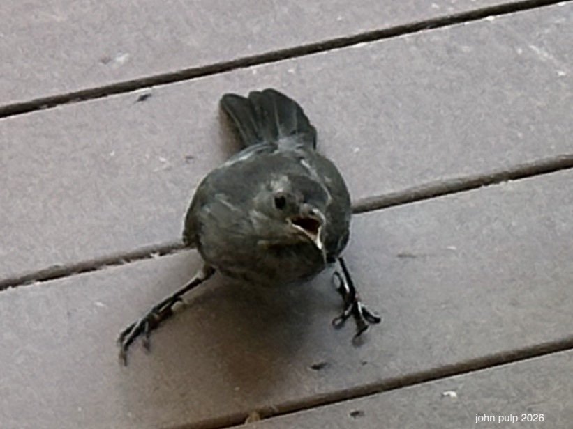 Bird Talk.jpeg