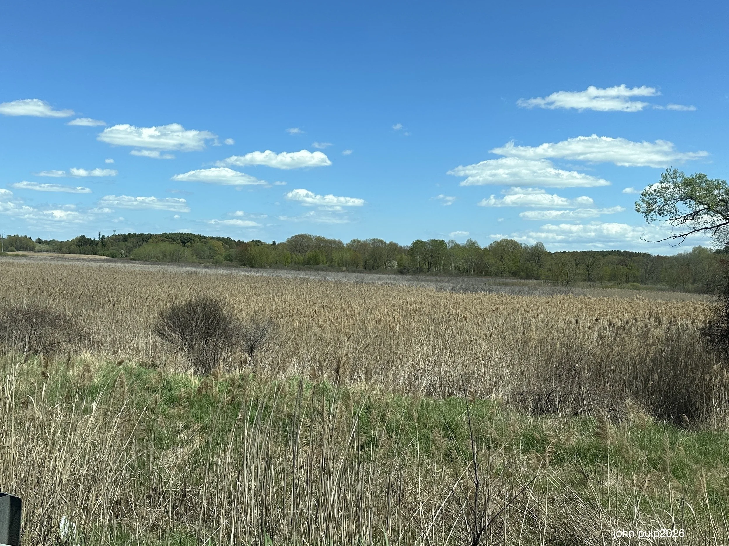 The Marsh.jpeg