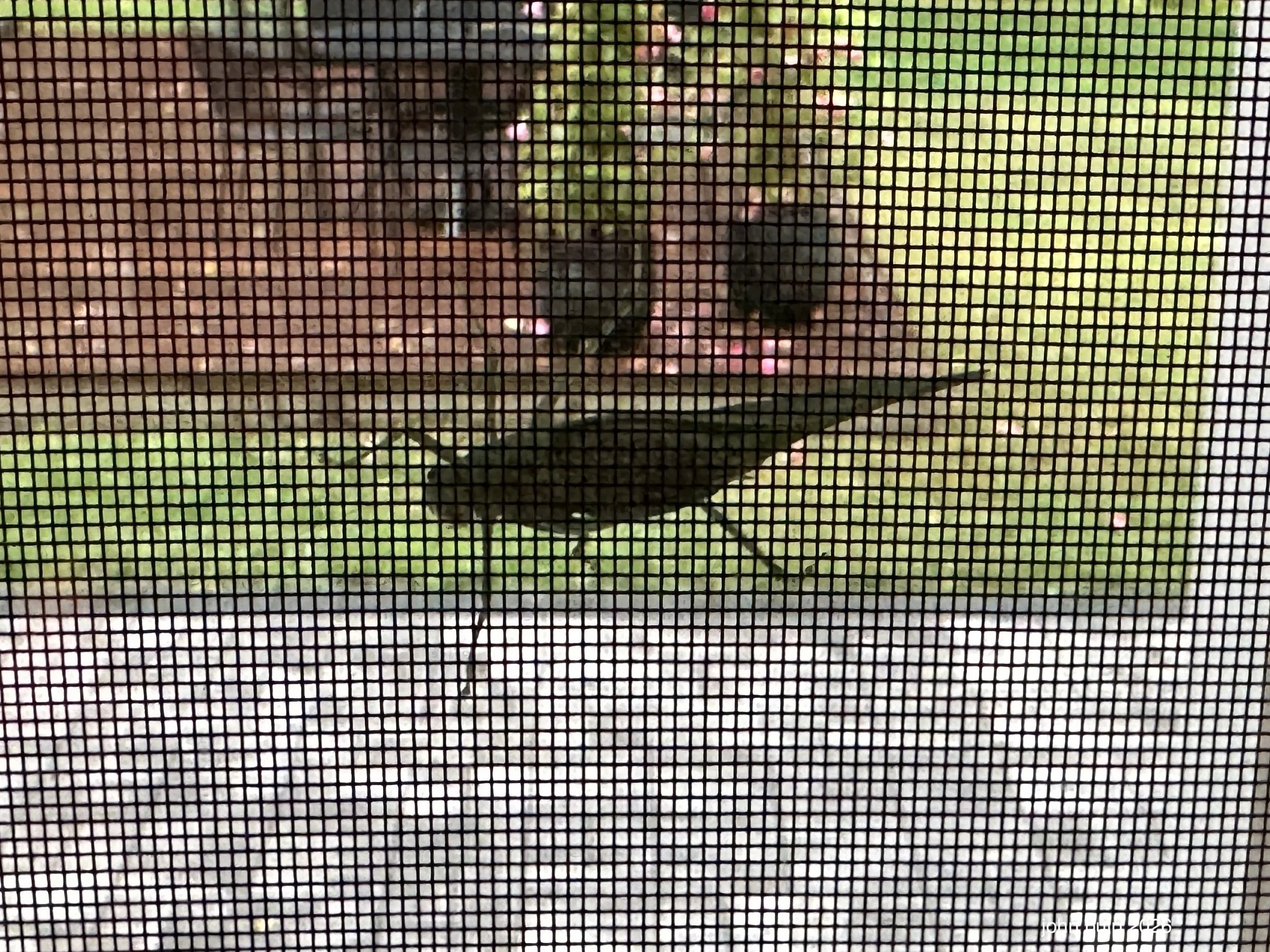 Grasshopper Perch.jpeg