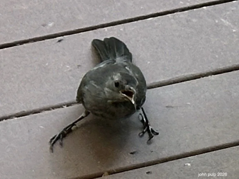 Bird Talk.jpeg