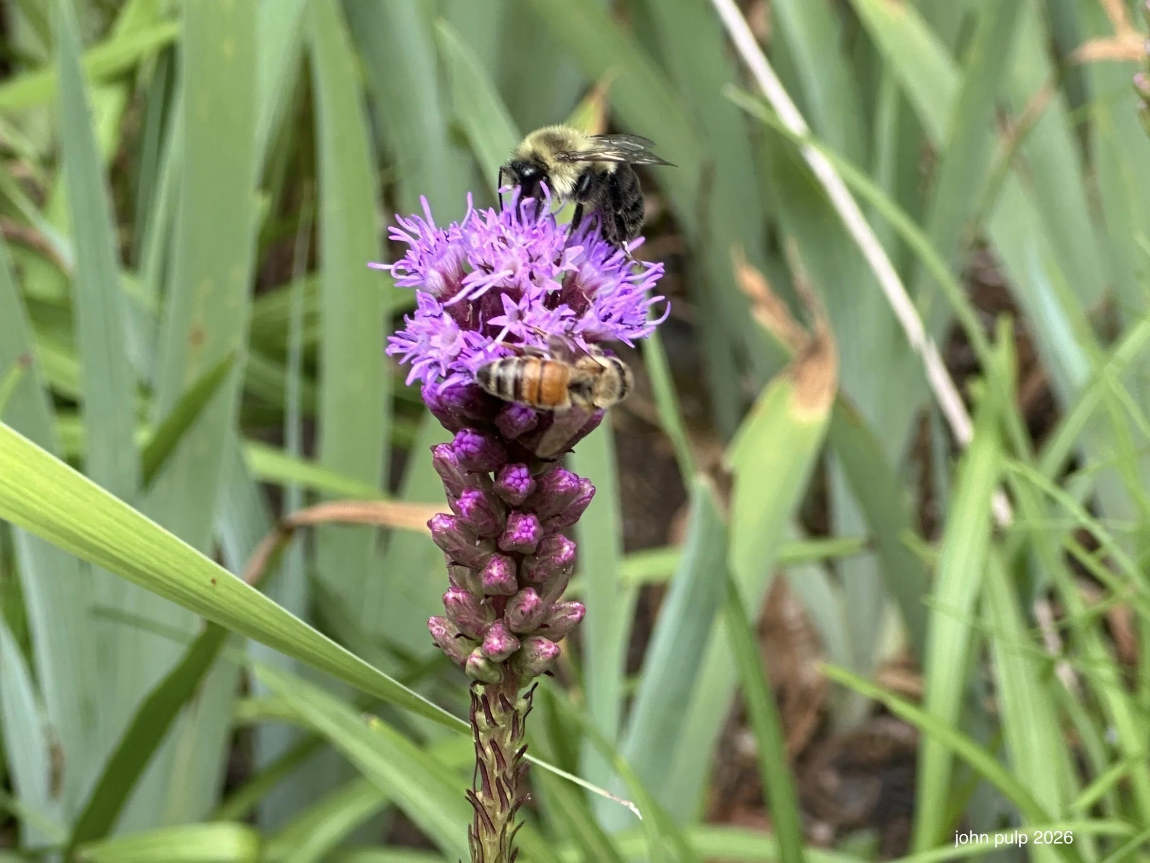 Bee Snacks.jpeg