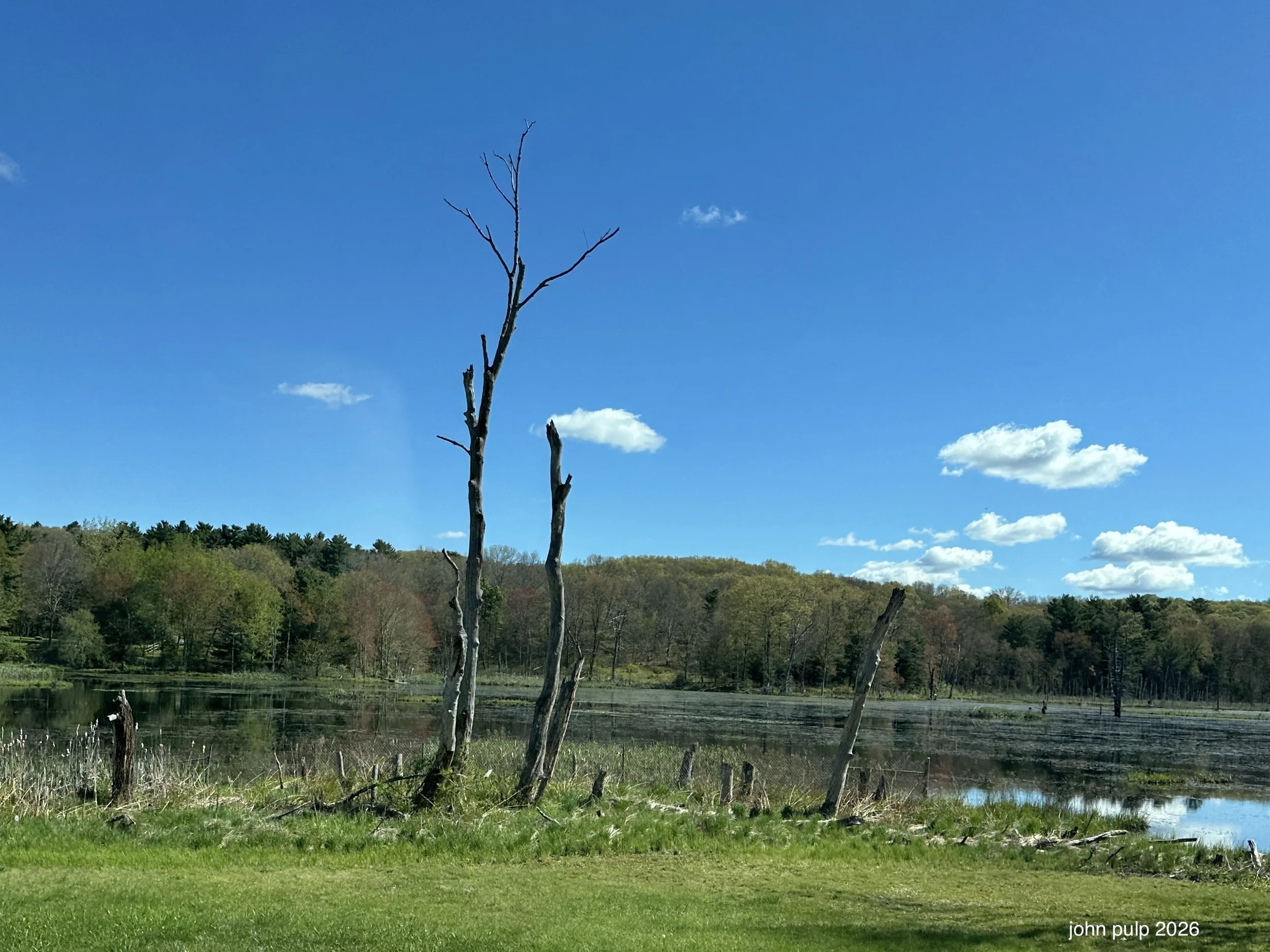 Trees on the Water.jpeg