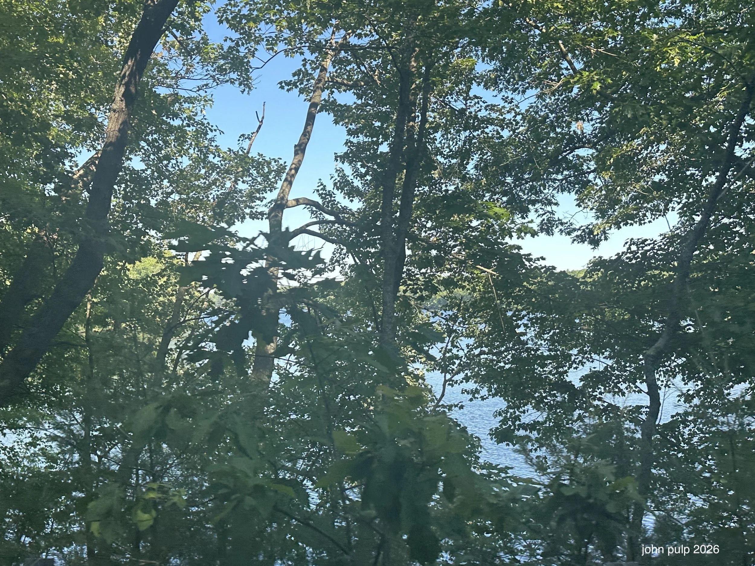 Through the Trees.jpeg
