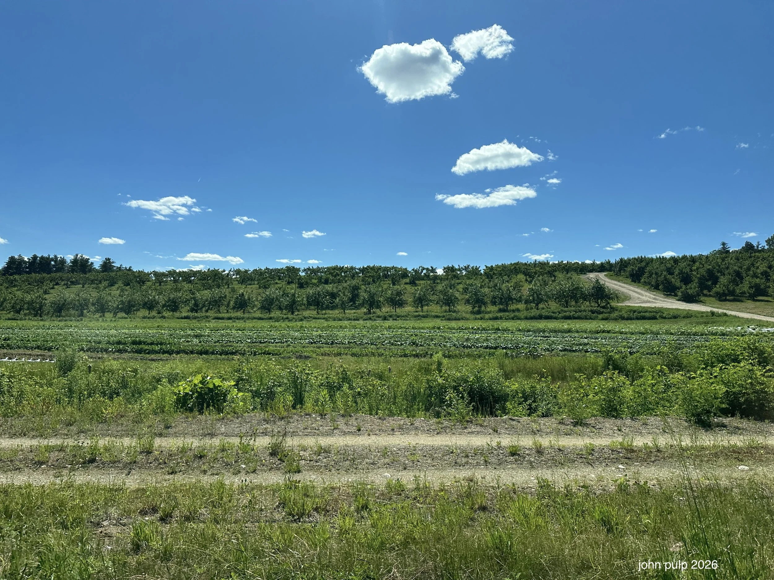 Tree Farm.jpeg