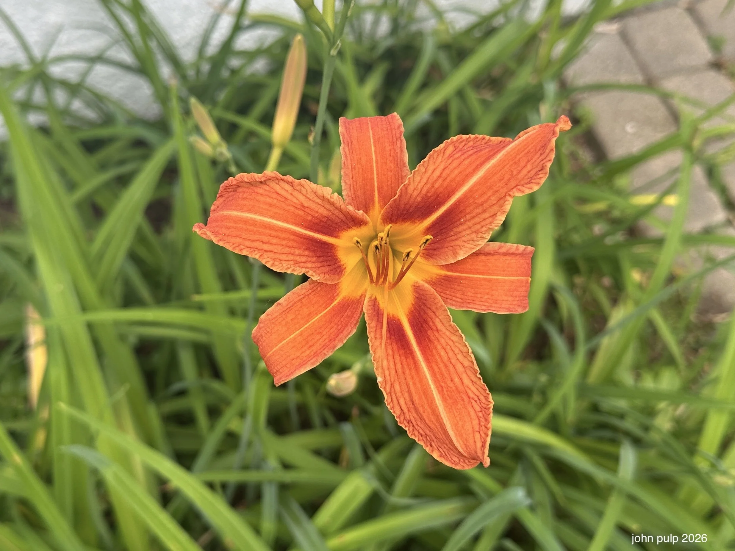 Up Close Orange.jpeg