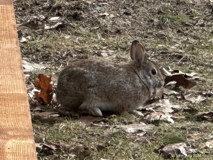 Bunny Pose.jpeg