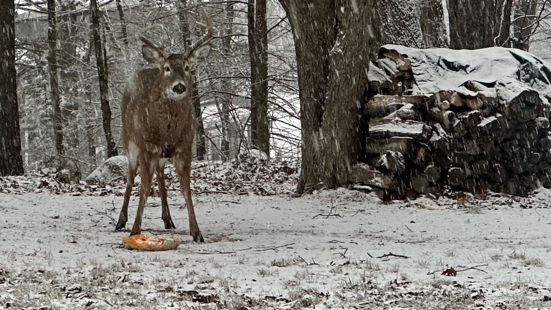 Pumpkin Snacks.jpeg