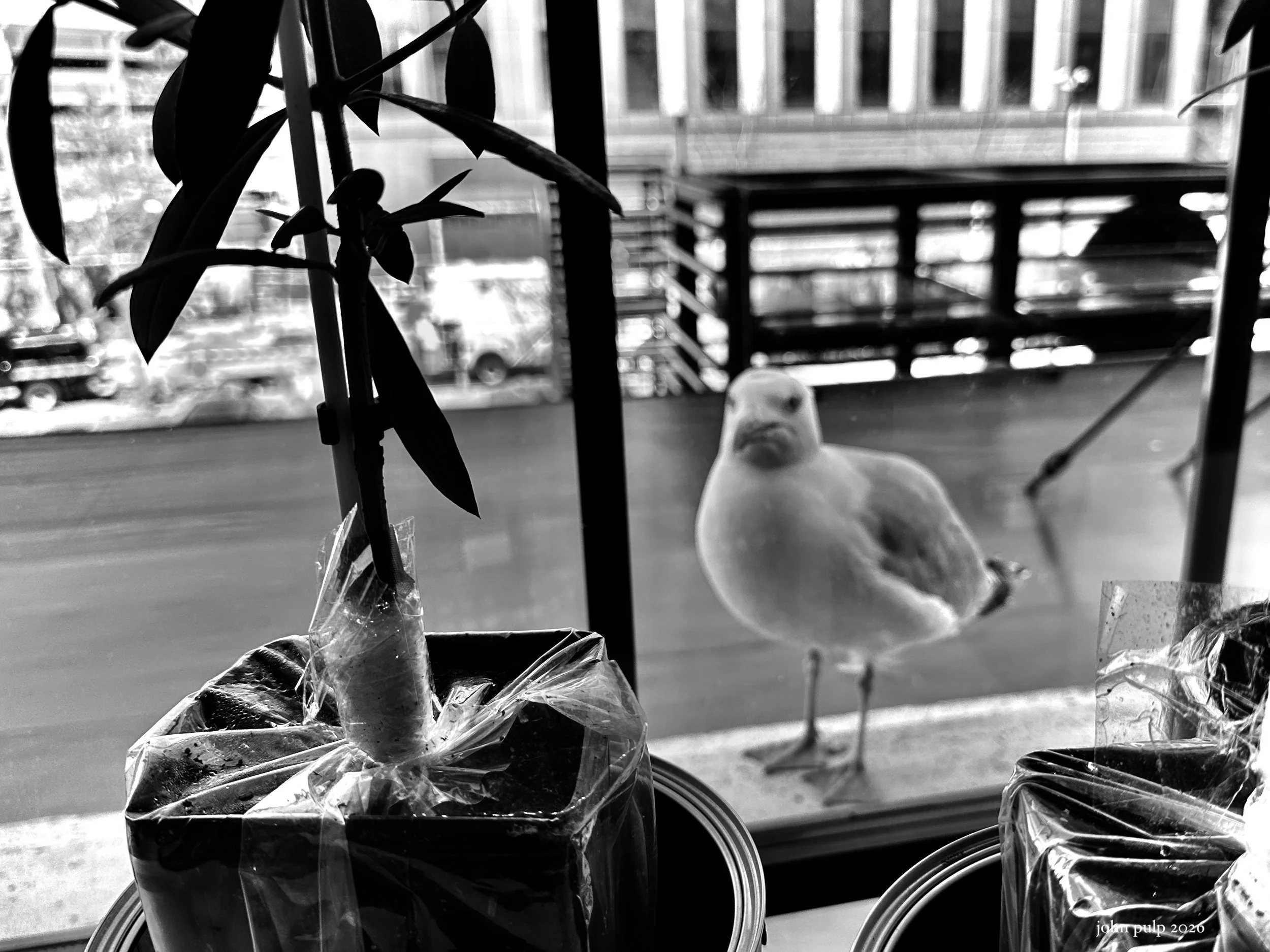 Outside Looking In.jpeg