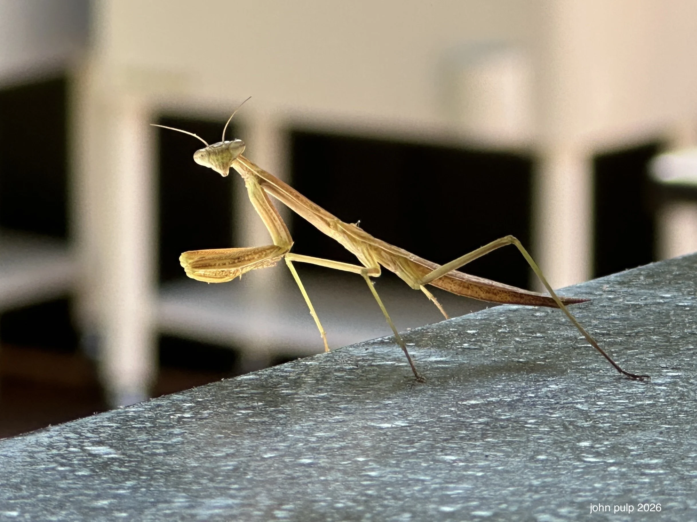 The Mantis Stare.jpeg