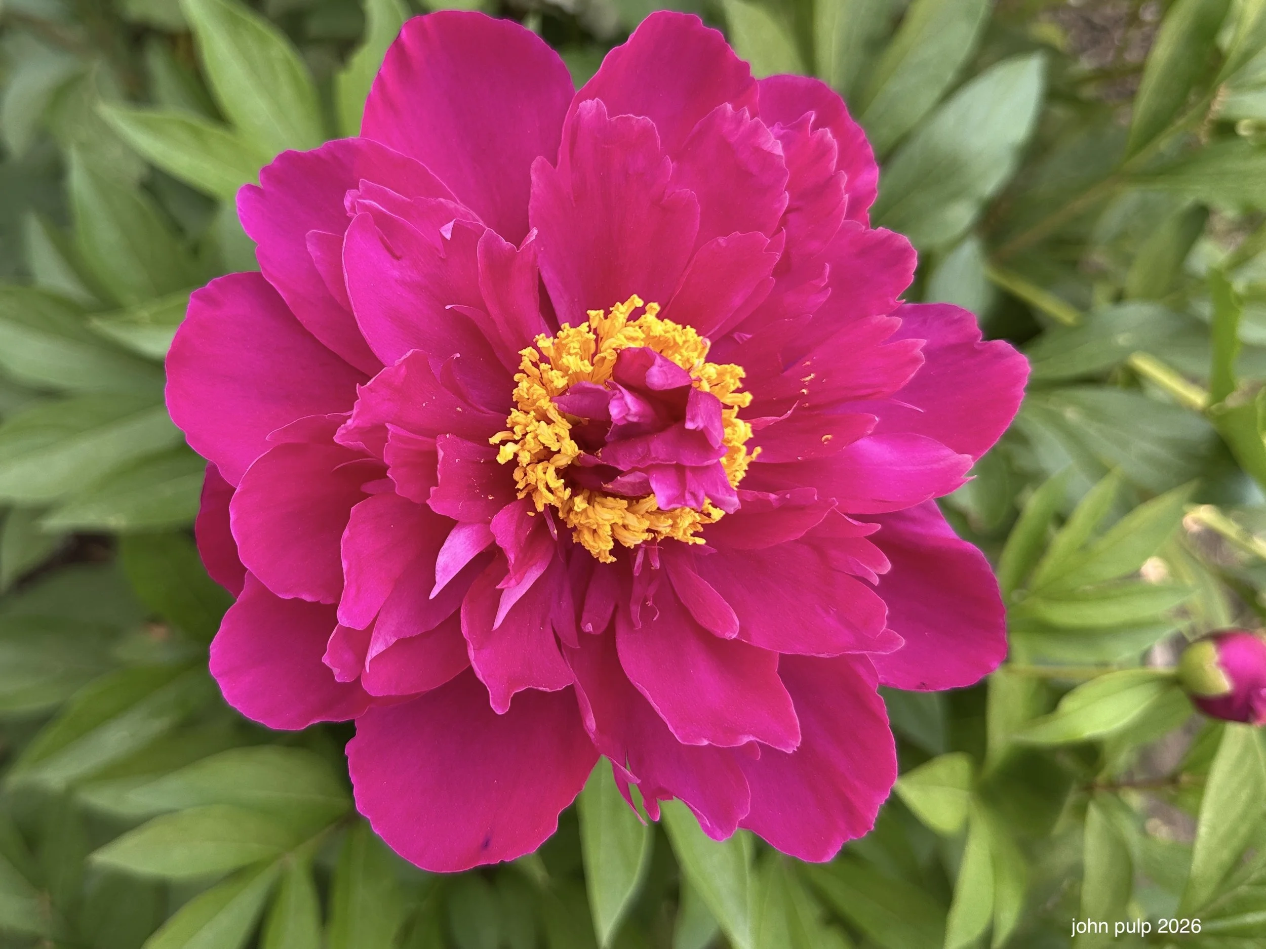 Latest Bloom.jpeg