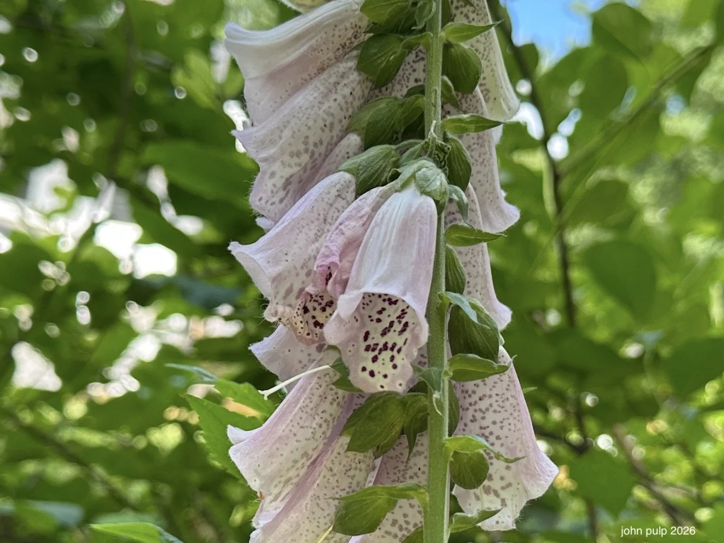 Umbrella Blooms.jpeg