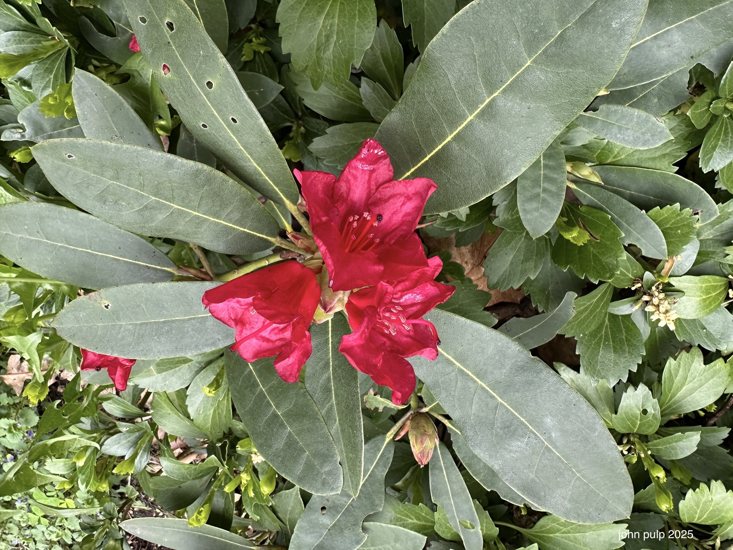 The Red Ones