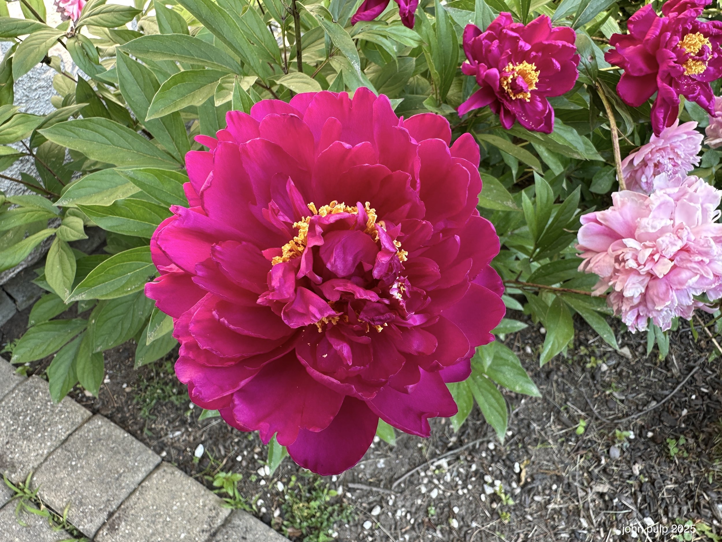 Prime Peonies