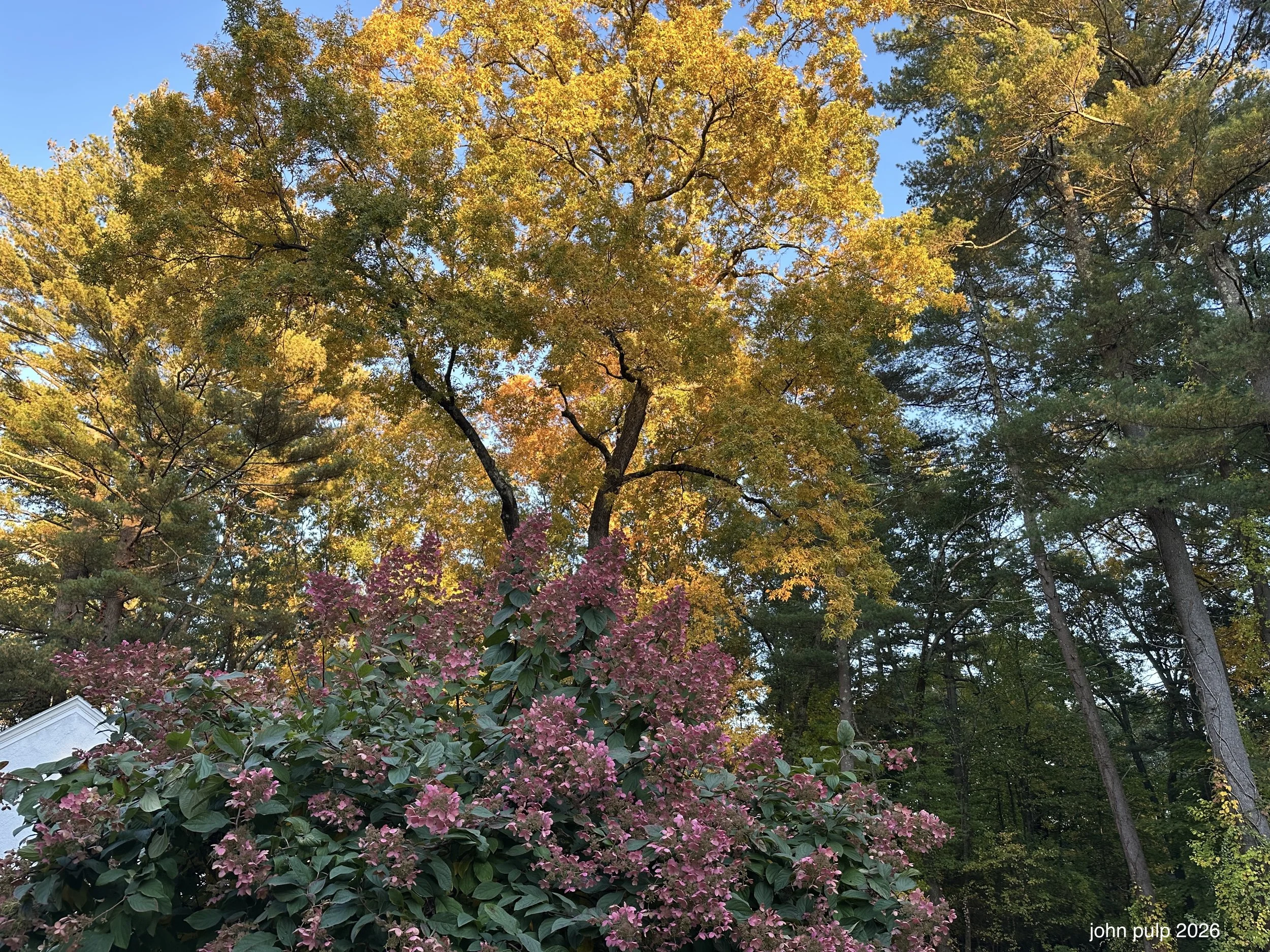 Backyard Foliage.jpeg