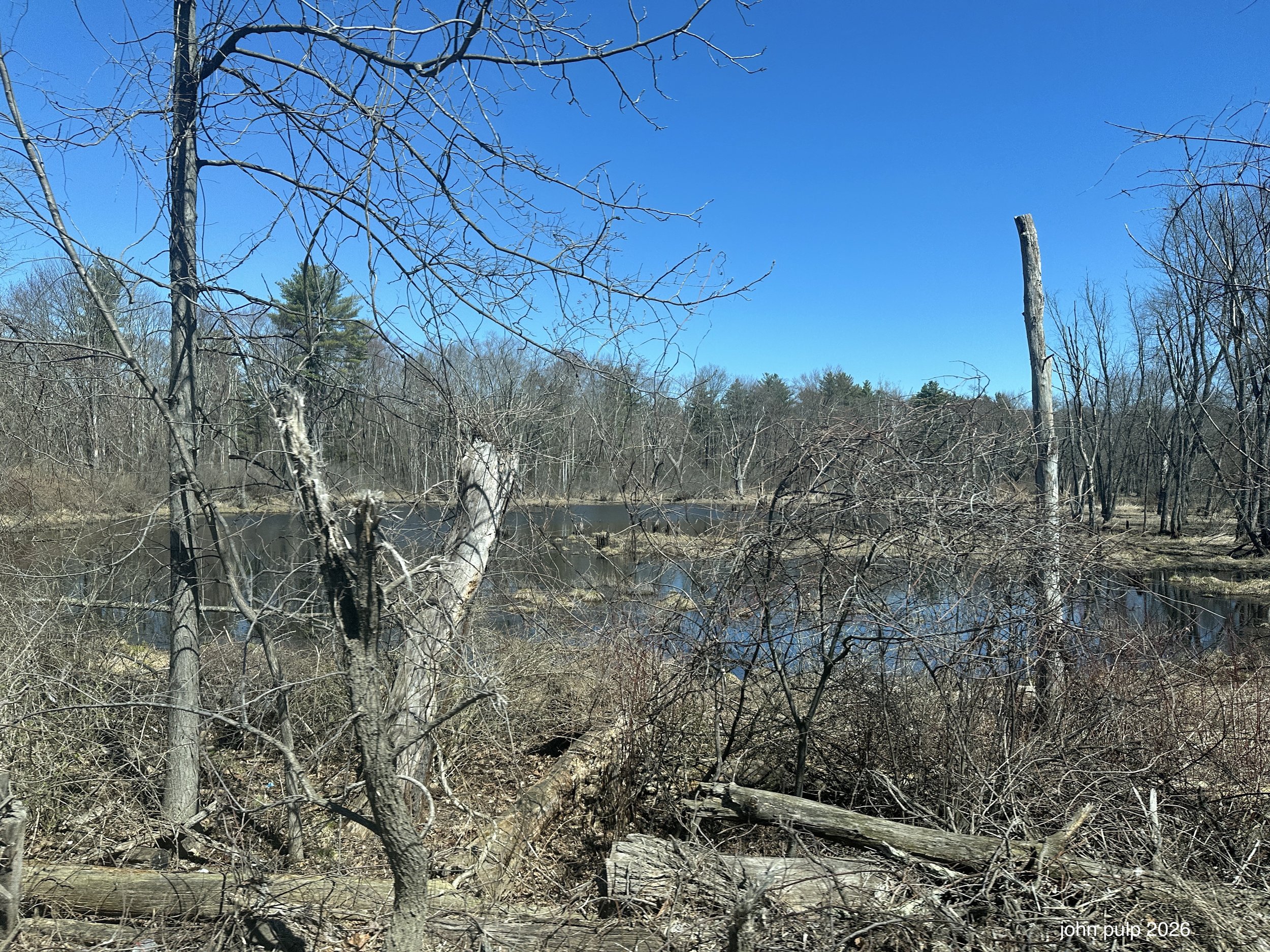 The Wetlands.jpeg