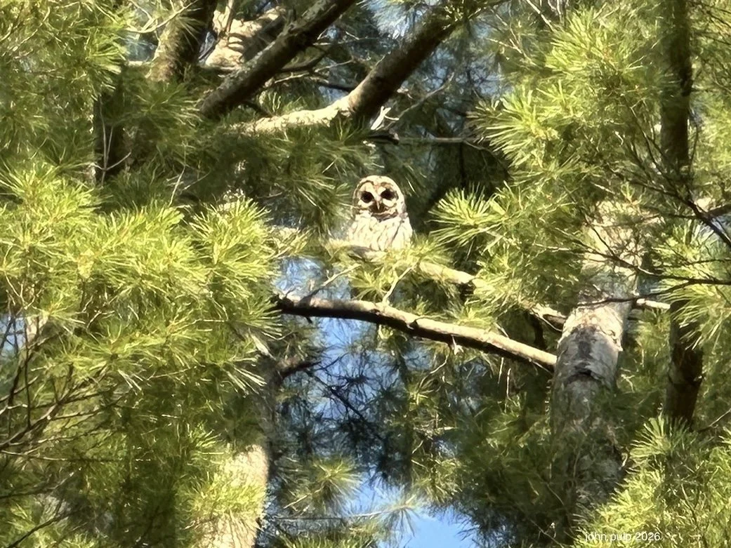 Return of Hootie.jpeg