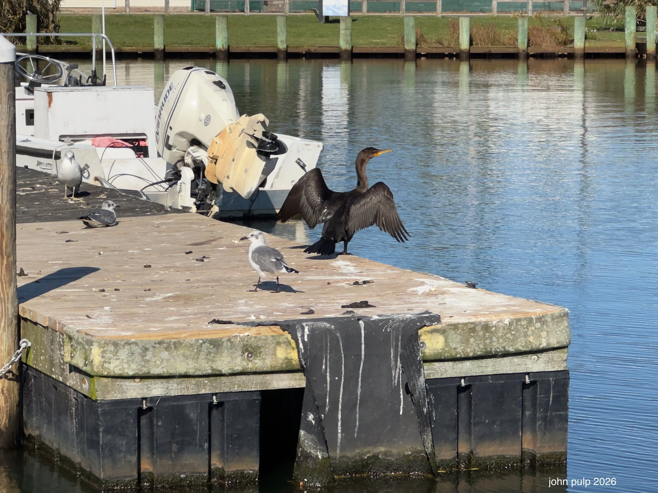 Bird Dock.jpeg