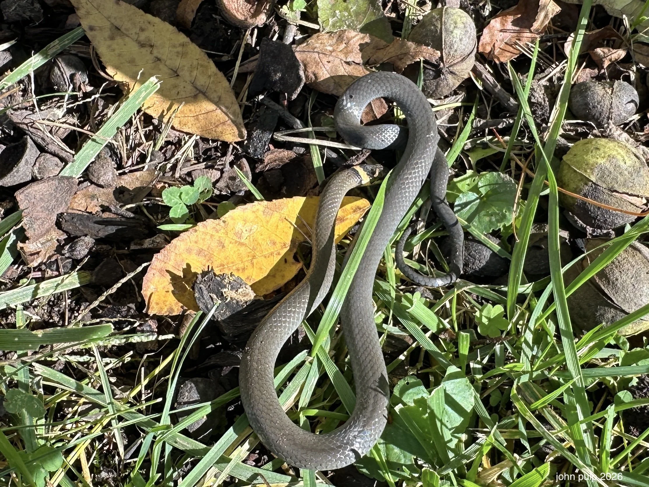 The Ringneck