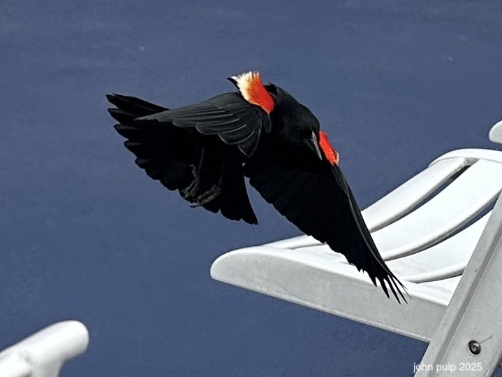 Headless Blackbird