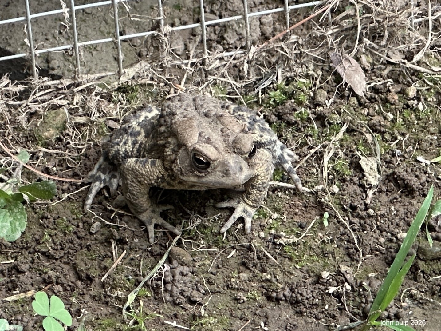 Toad Stop.jpeg