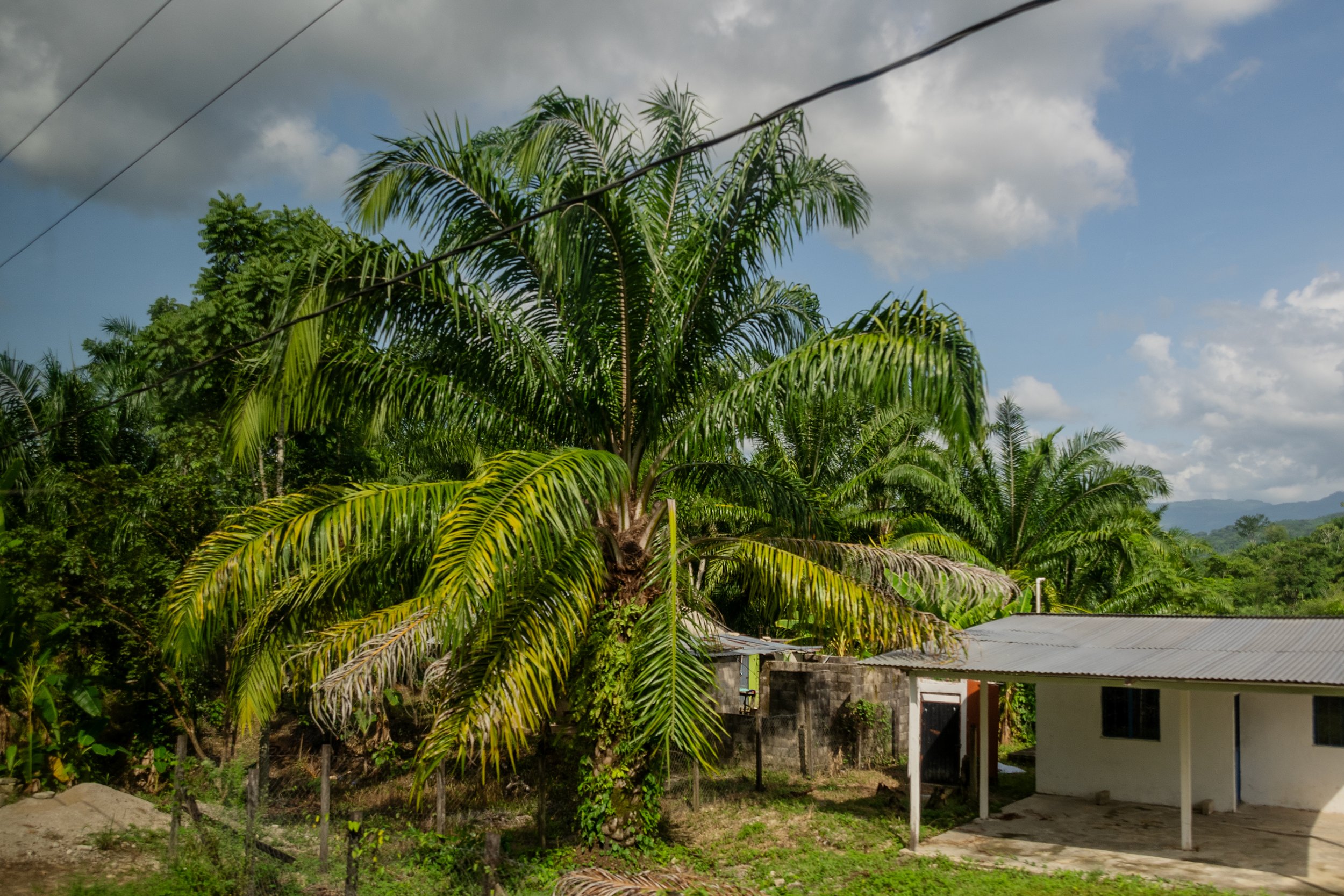 Camino a Palenque