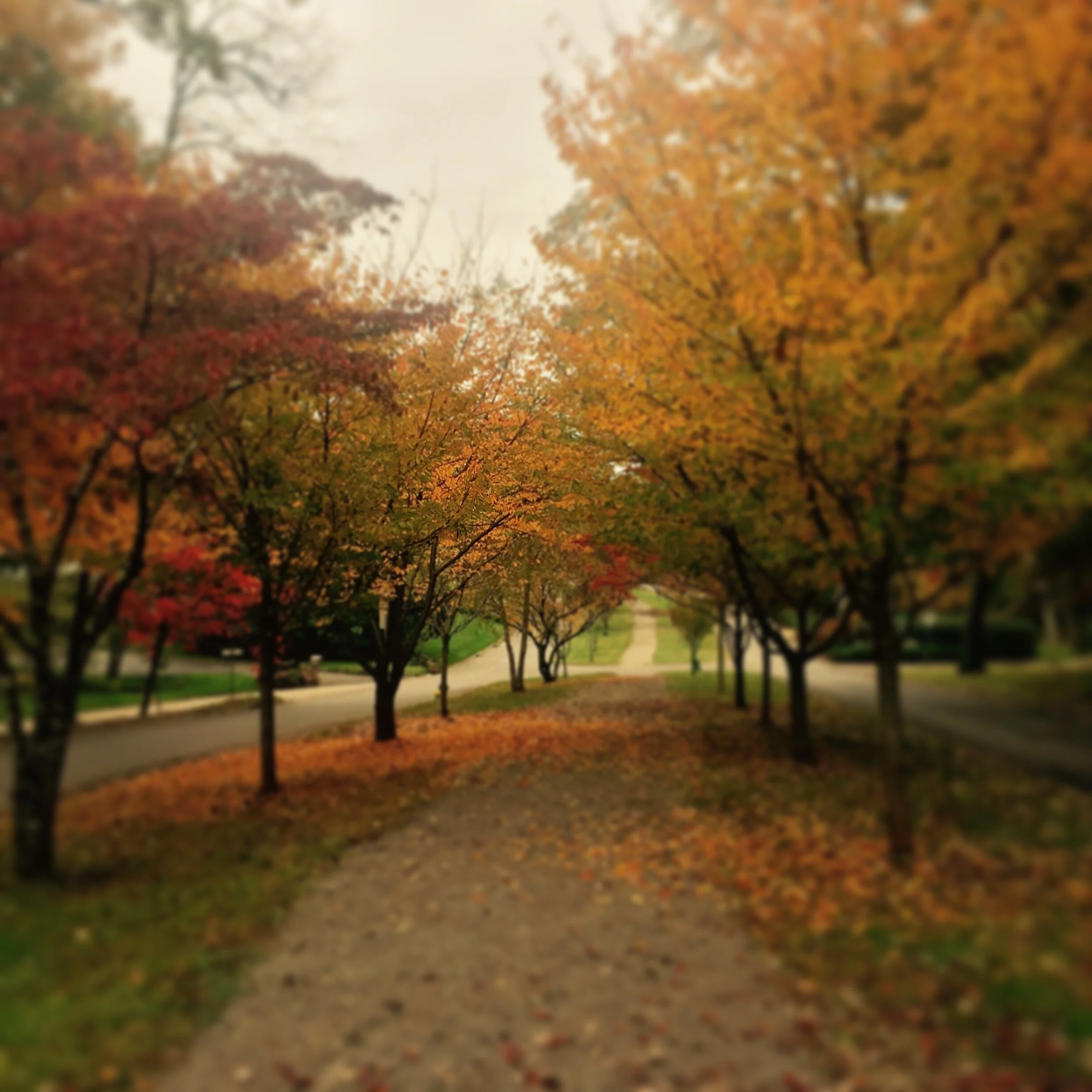 Kingston Pike Sequoyah Hills Association