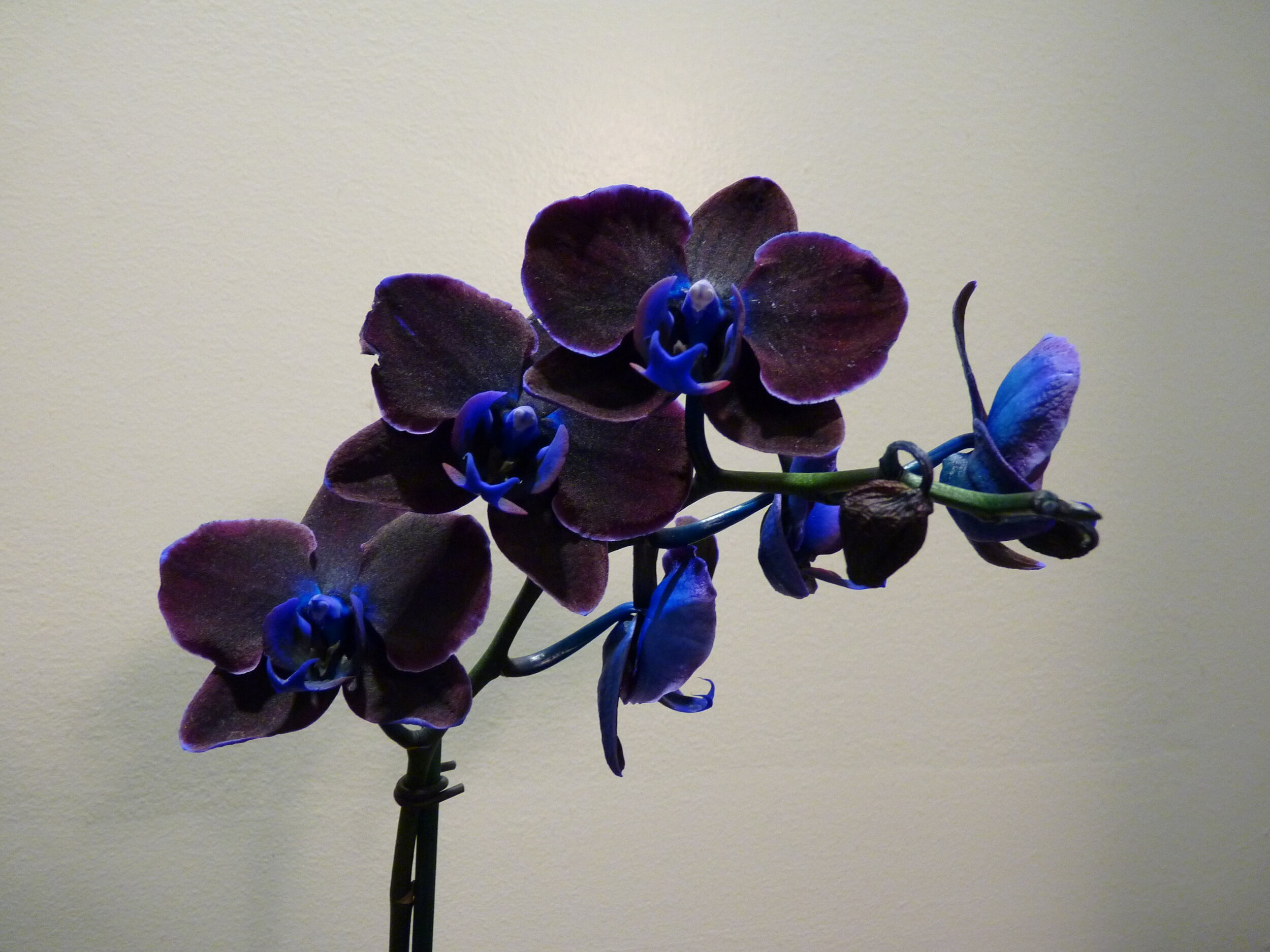orchidèe Noir Cover Photo .jpg