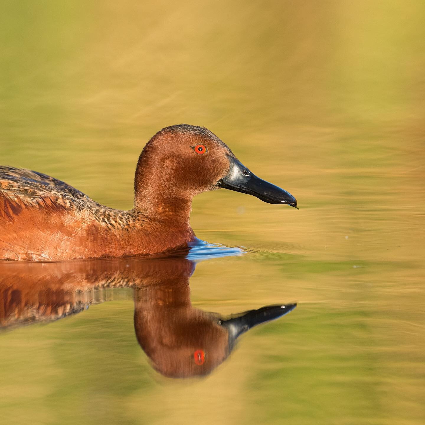 At first I just walked by this Cinnamon Teal without thinking much about it. But after noticing how the evening light was starting to reflect off the water, I decided to get the camera and spend some time taking pictures of it. Regardless of how the 