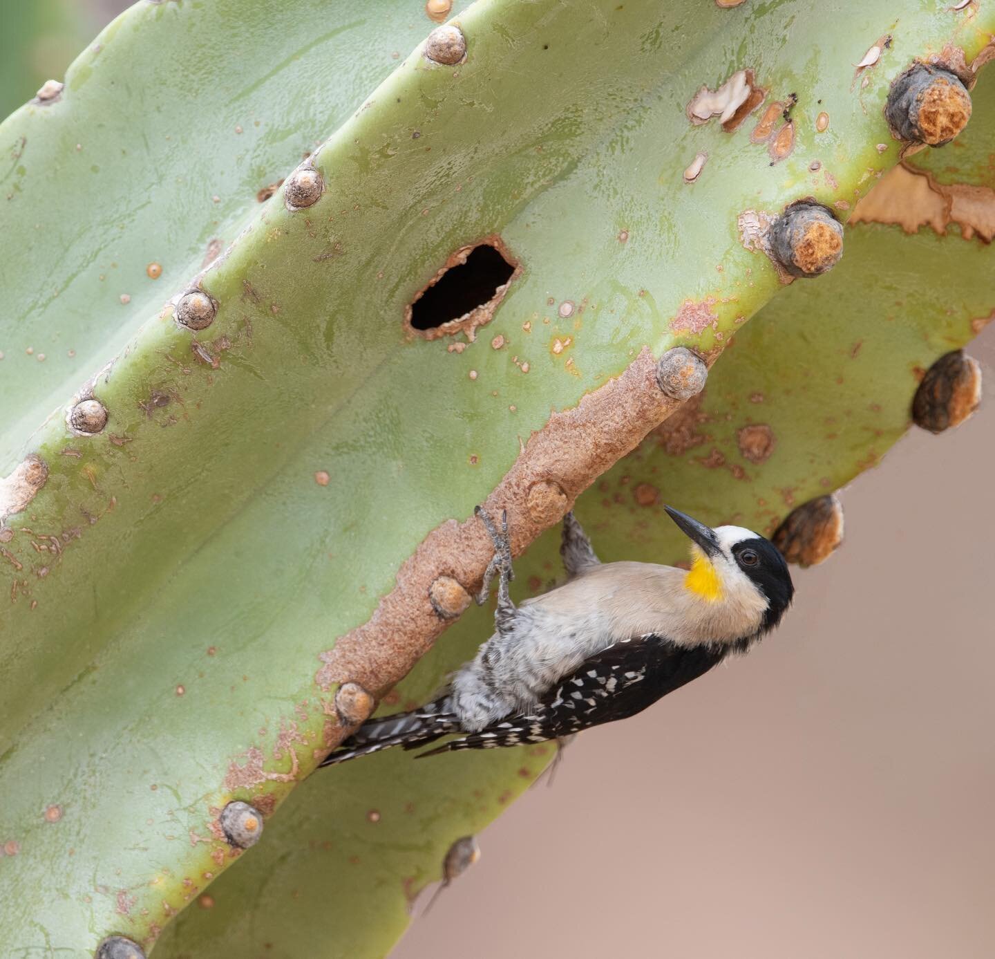 The scientific name of this White-fronted Woodpecker is &ldquo;Melanerpes cactorum,&rdquo; which translates to &lsquo;cactus black creeper.&rsquo; The cactus part certainly seems appropriate! I had fun watching this pair at the @armonia.bolivia Red-f