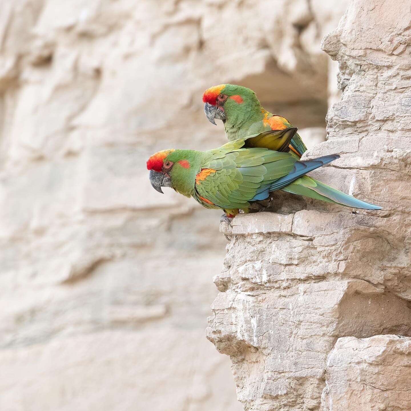 Macaws pair bond for life and have lifespans similar to our own, often living to be 60 or older. So throughout nearly the entire span of a human life these two birds will spend almost every moment within sight of each other, often flying so close tha