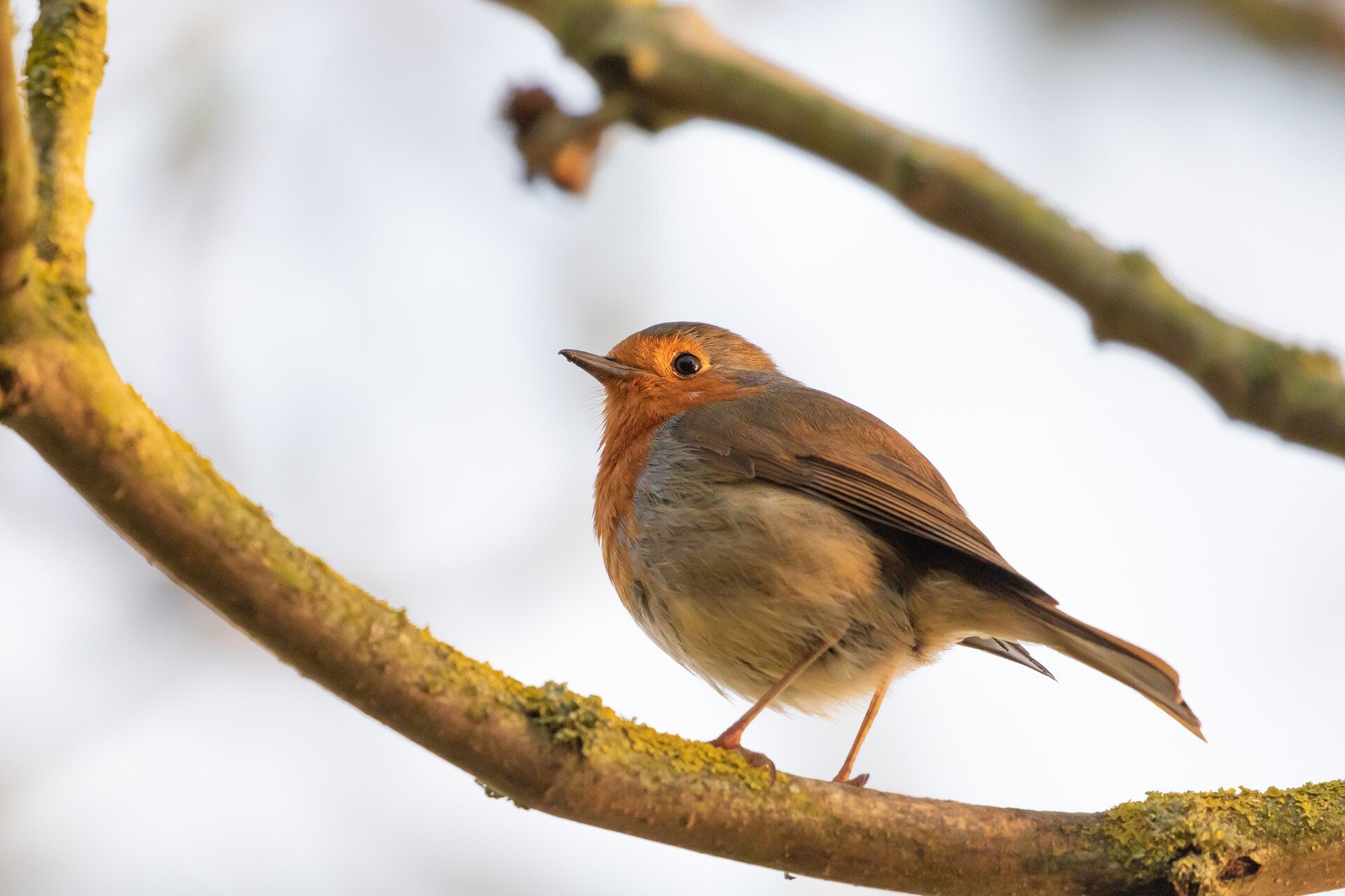 Tips and Tricks: Birdwatching in Bayfield