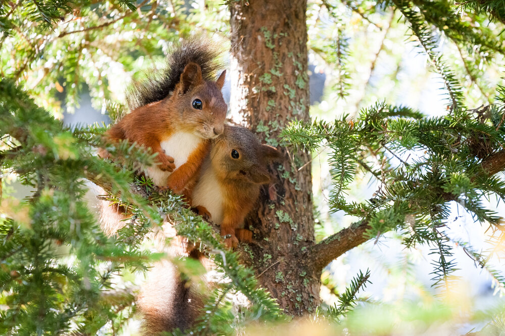 Families in Nature: Canadian Animals with Strong Family Bonds — Village of Bayfield Families in Nature: Canadian Animals with Strong Family Bonds — Village of Bayfield