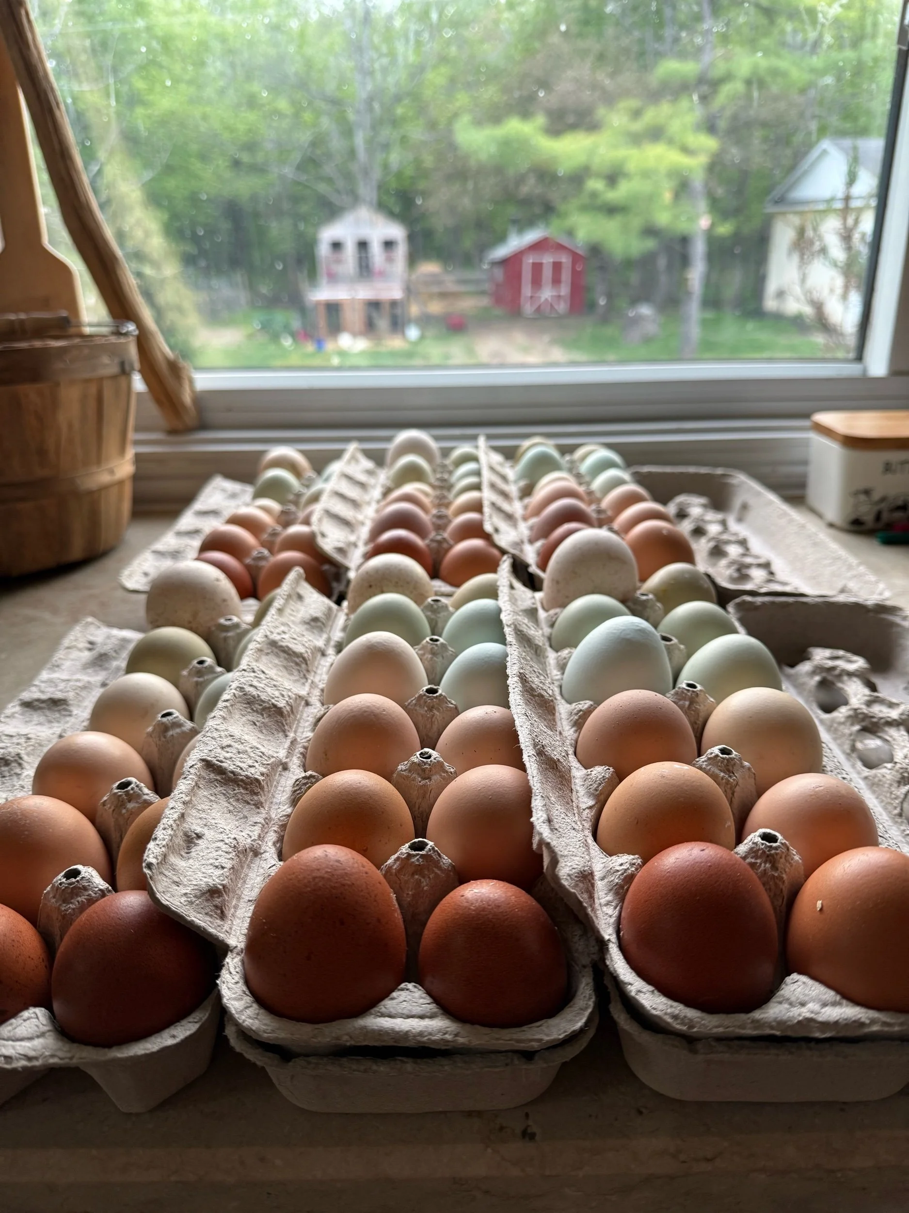 Farm Fresh Eggs