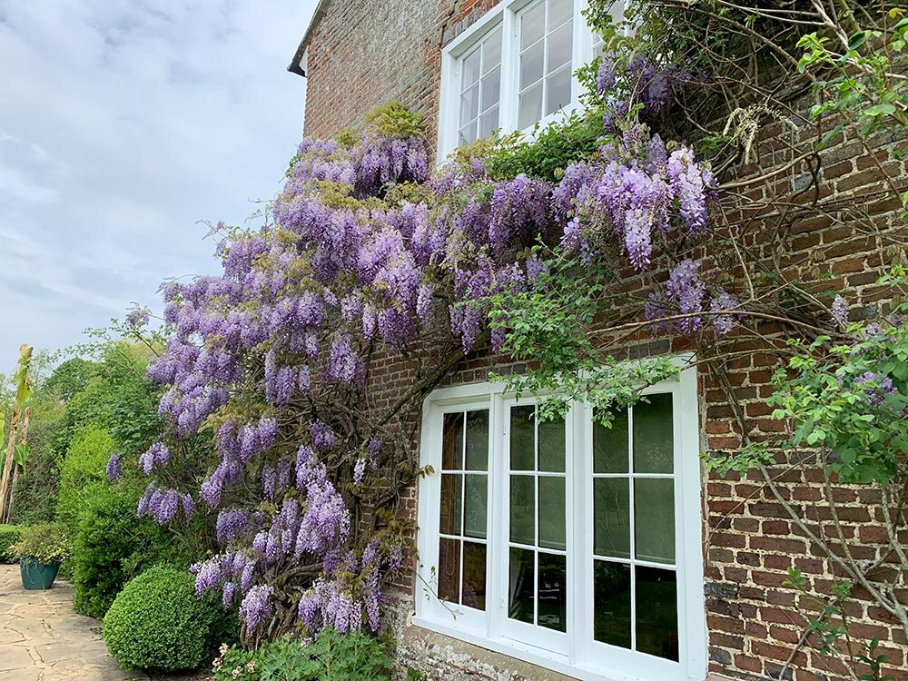 Lilac-Wisteria.jpg