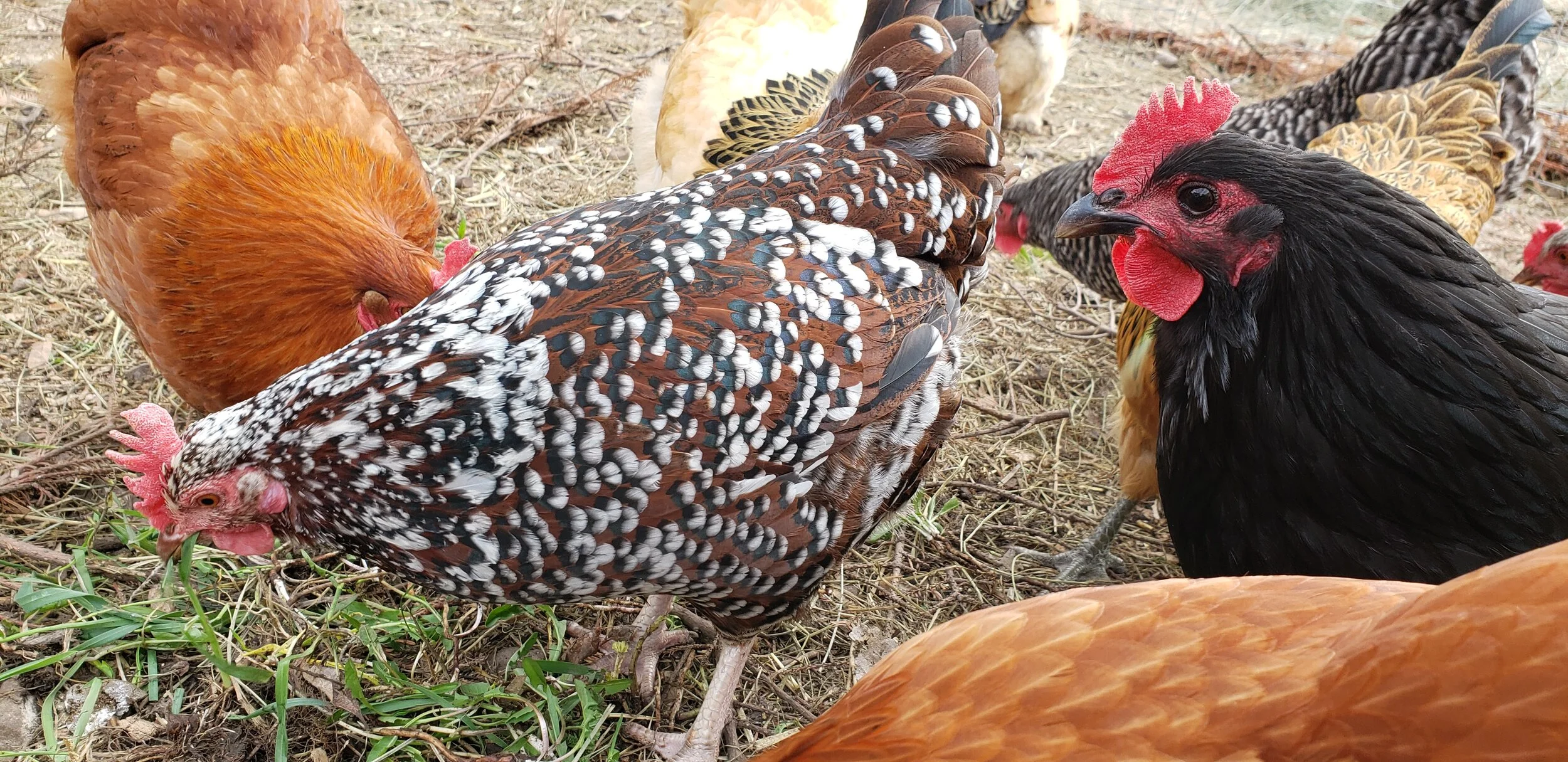 Fact Sheets — USU Small Farms Lab