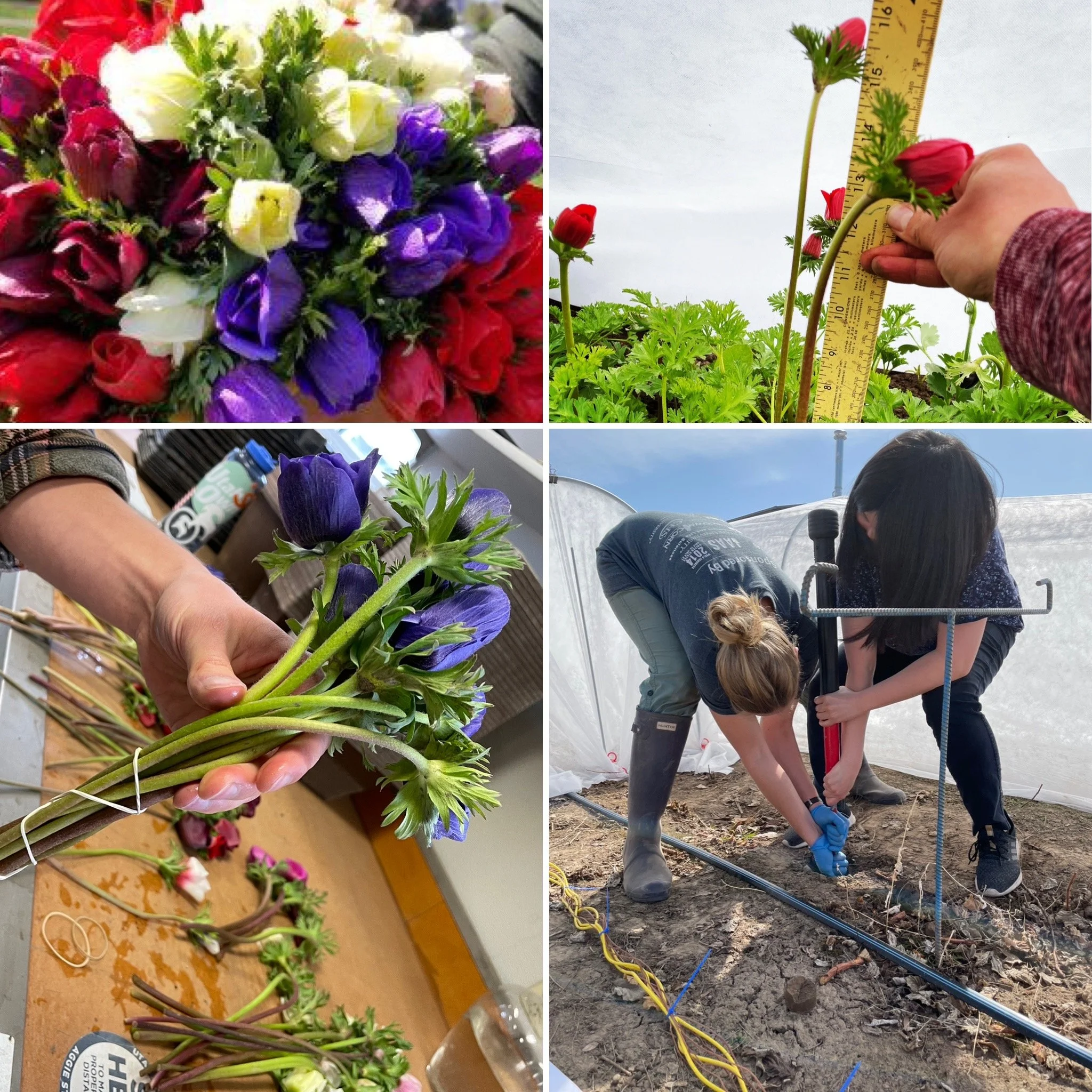 Anemone study in Horticulturae