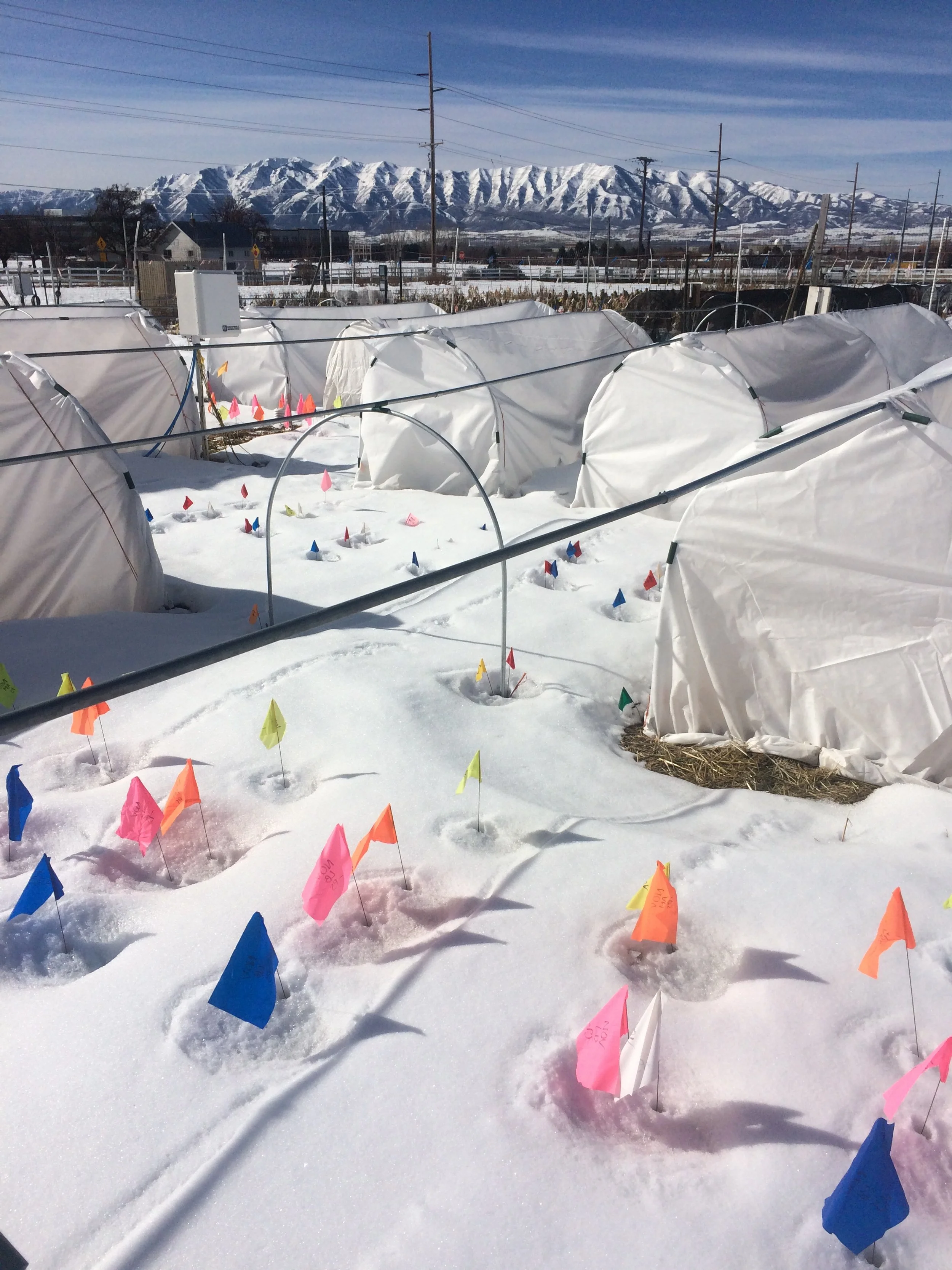 New FS on field-grown ranunc economics