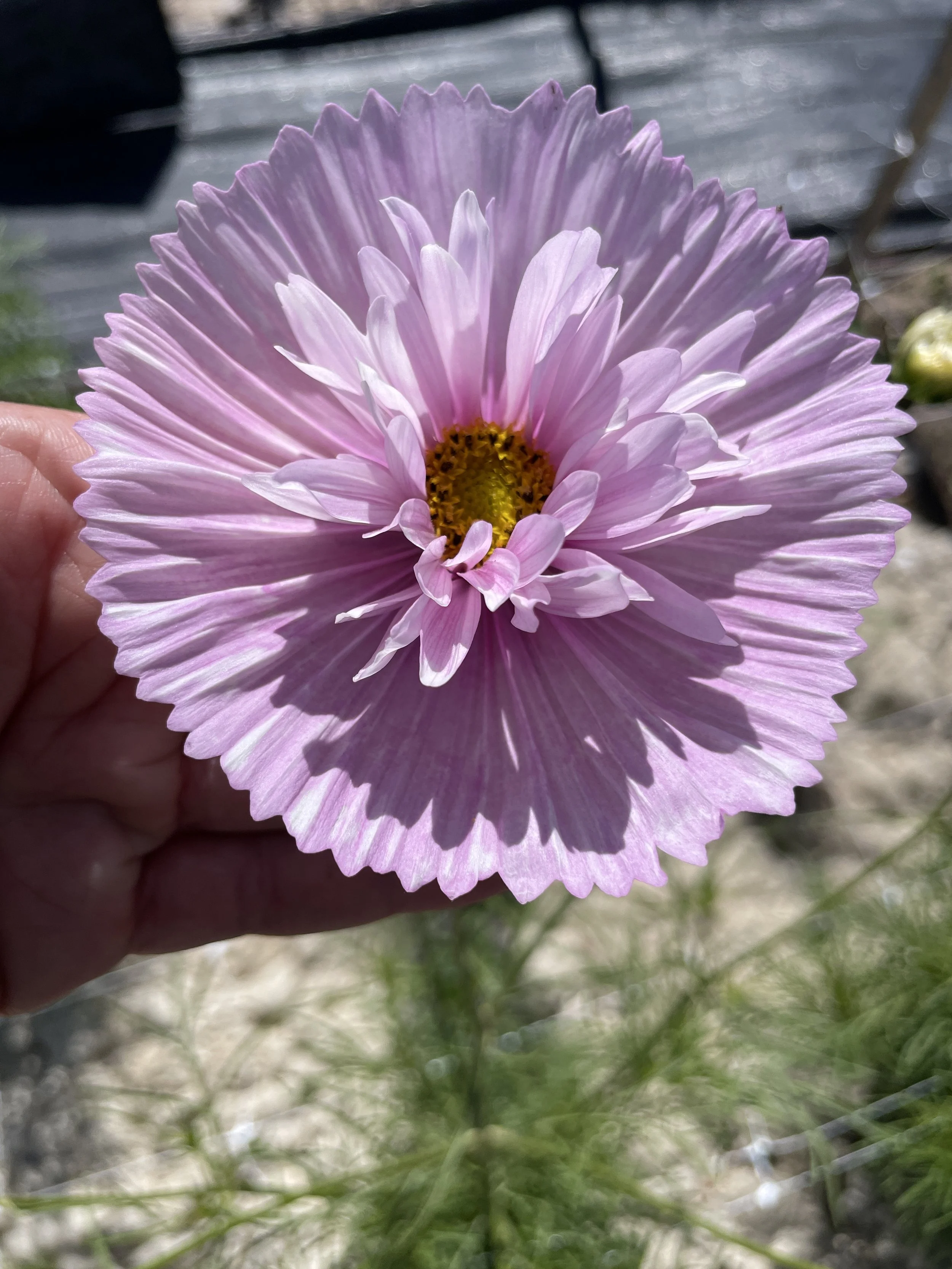 New fact sheet on Cosmos!