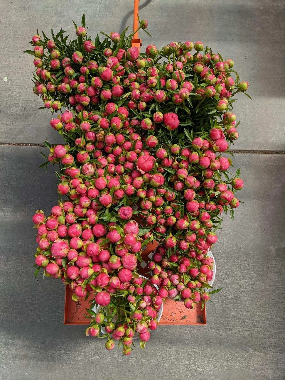 Mid-Atlantic: Dr. Stock's Cut Flower Notes